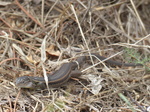 FZ007694 Lizard.jpg